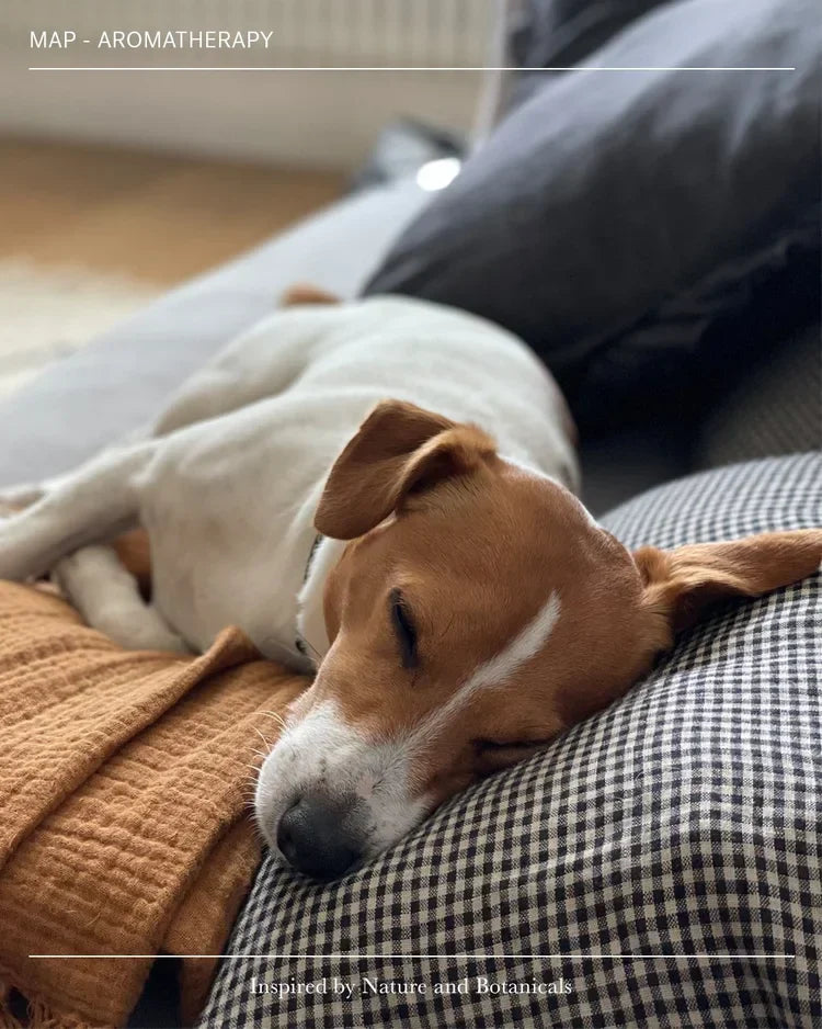 Aromatherapy for Dogs