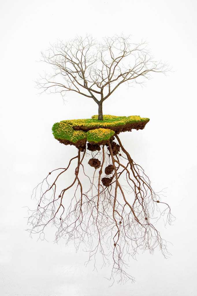The Energy in Plants