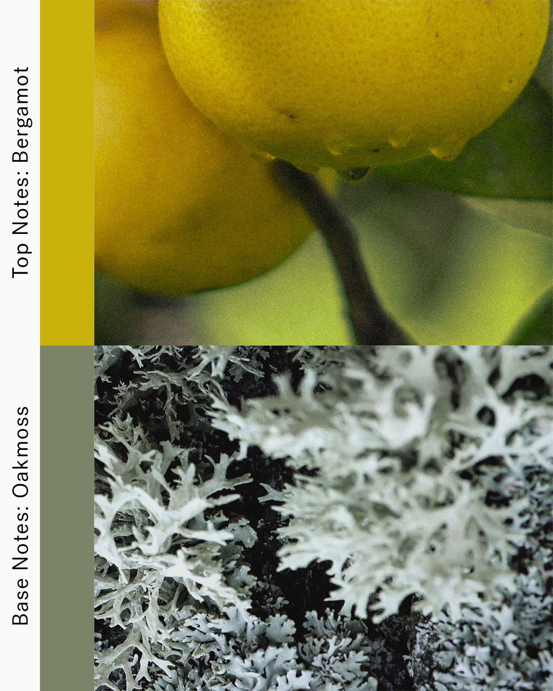 Kings Garden - Bergamot and Oakmoss Candle