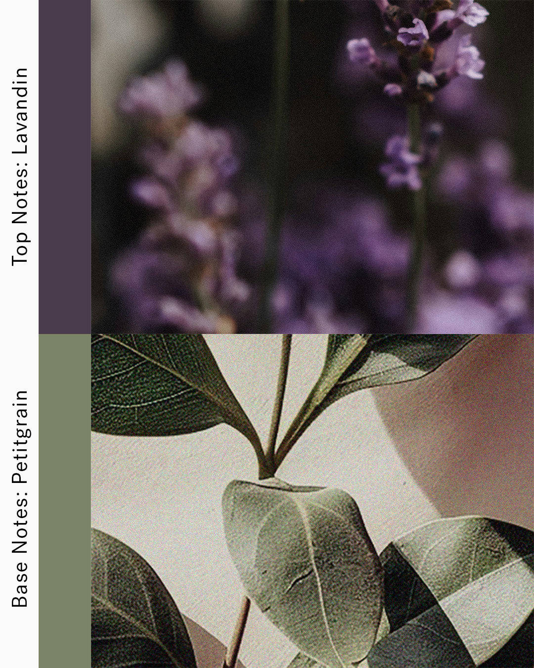 Petrichor - Parfum d'ambiance Deep Earth pour se reposer
