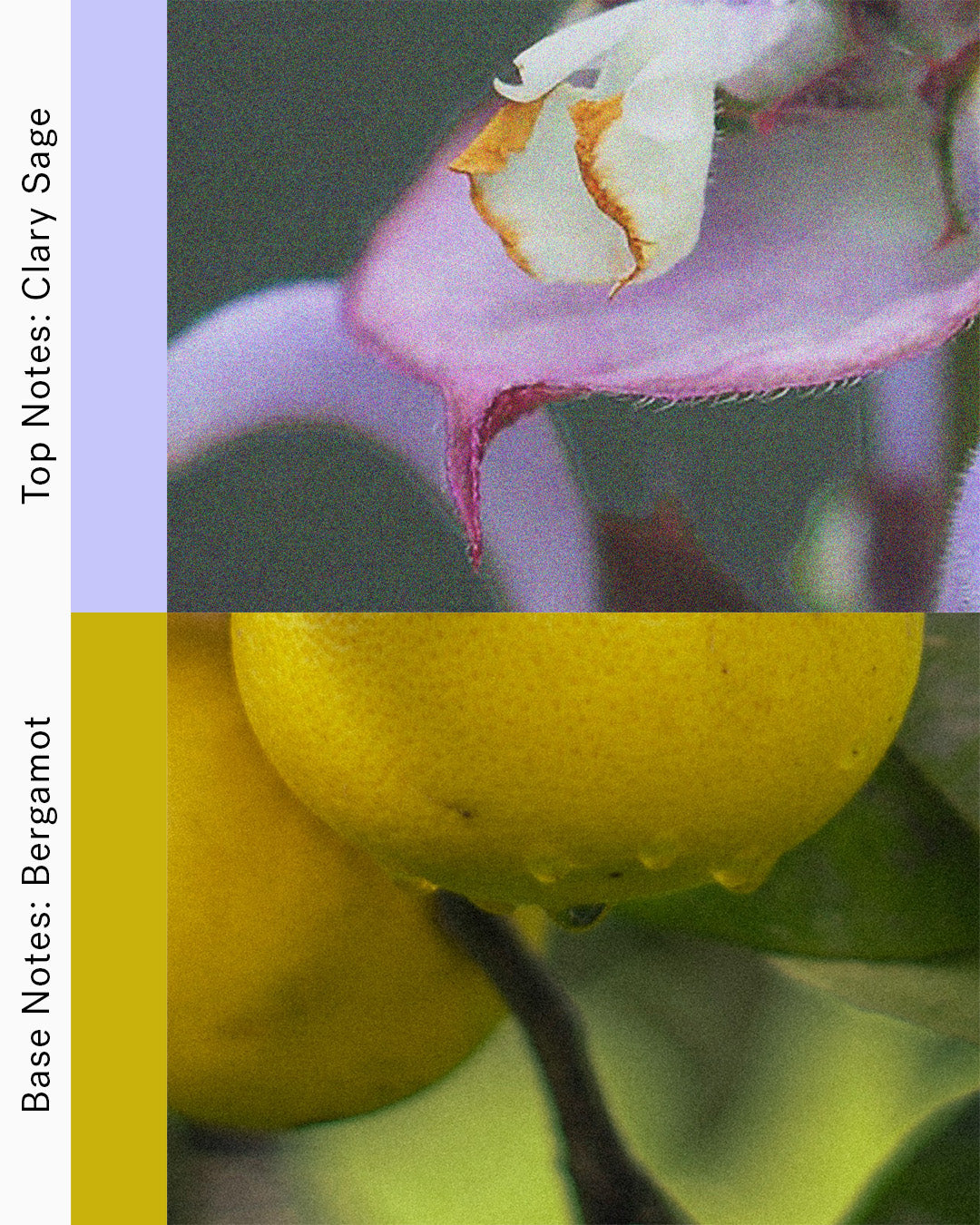 Sunbeam - Clary Sage and Bergamot Candle