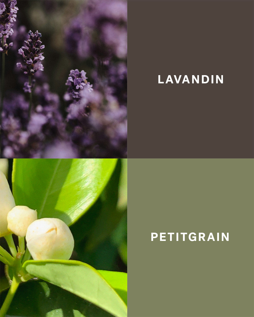 Petrichor - Earth & Freshness Home Fragrance