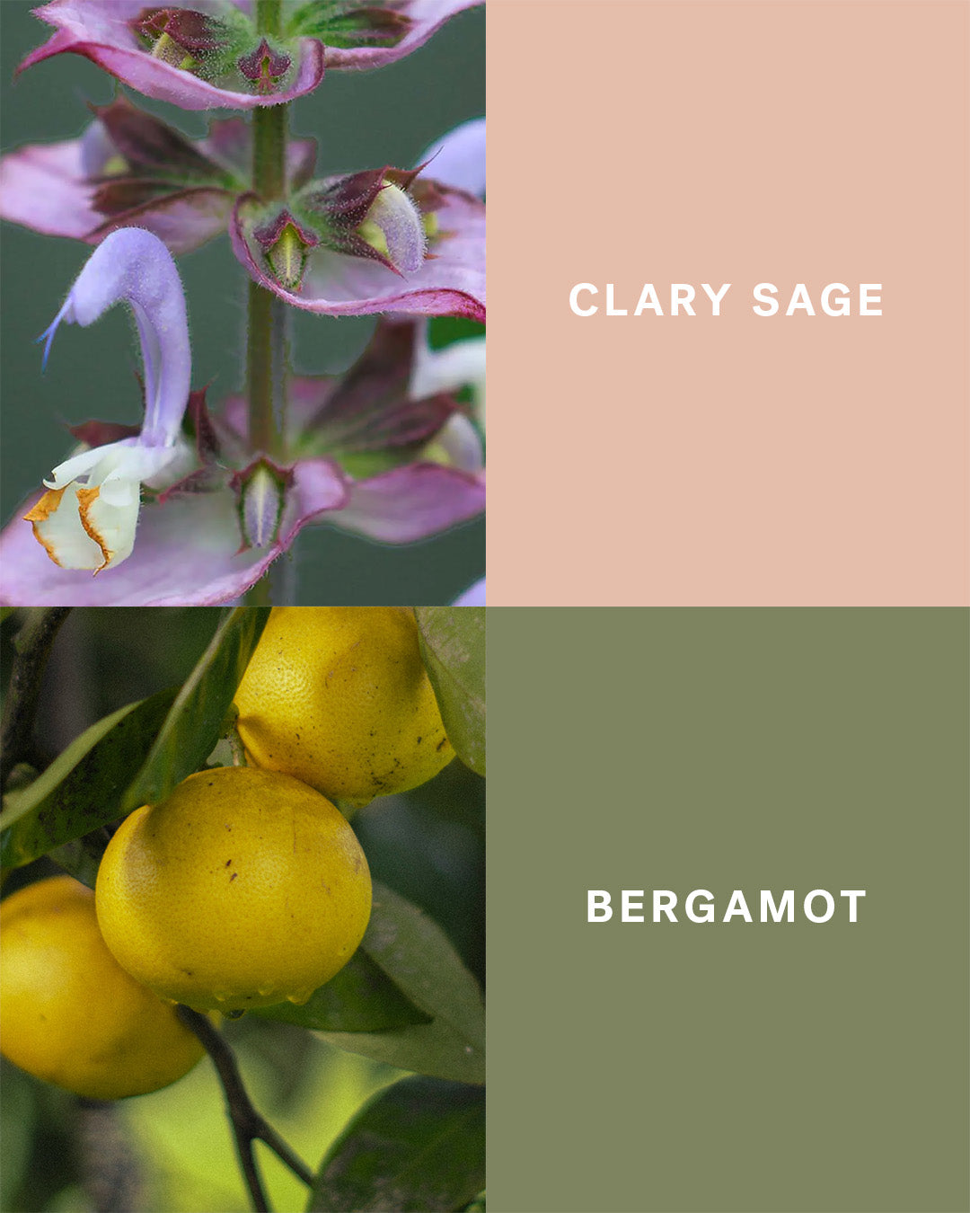 Sunbeam - Clary Sage and Bergamot Candle